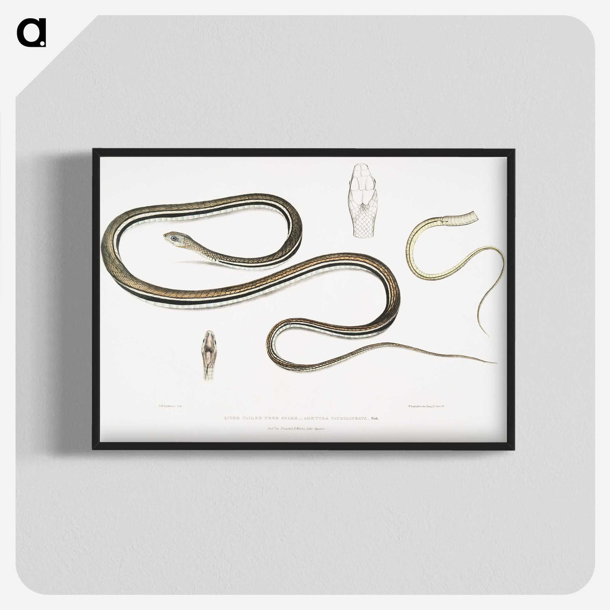 2-15_Indian-Zoology_blk-crop