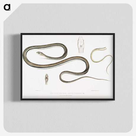 2-15_Indian-Zoology_blk-crop