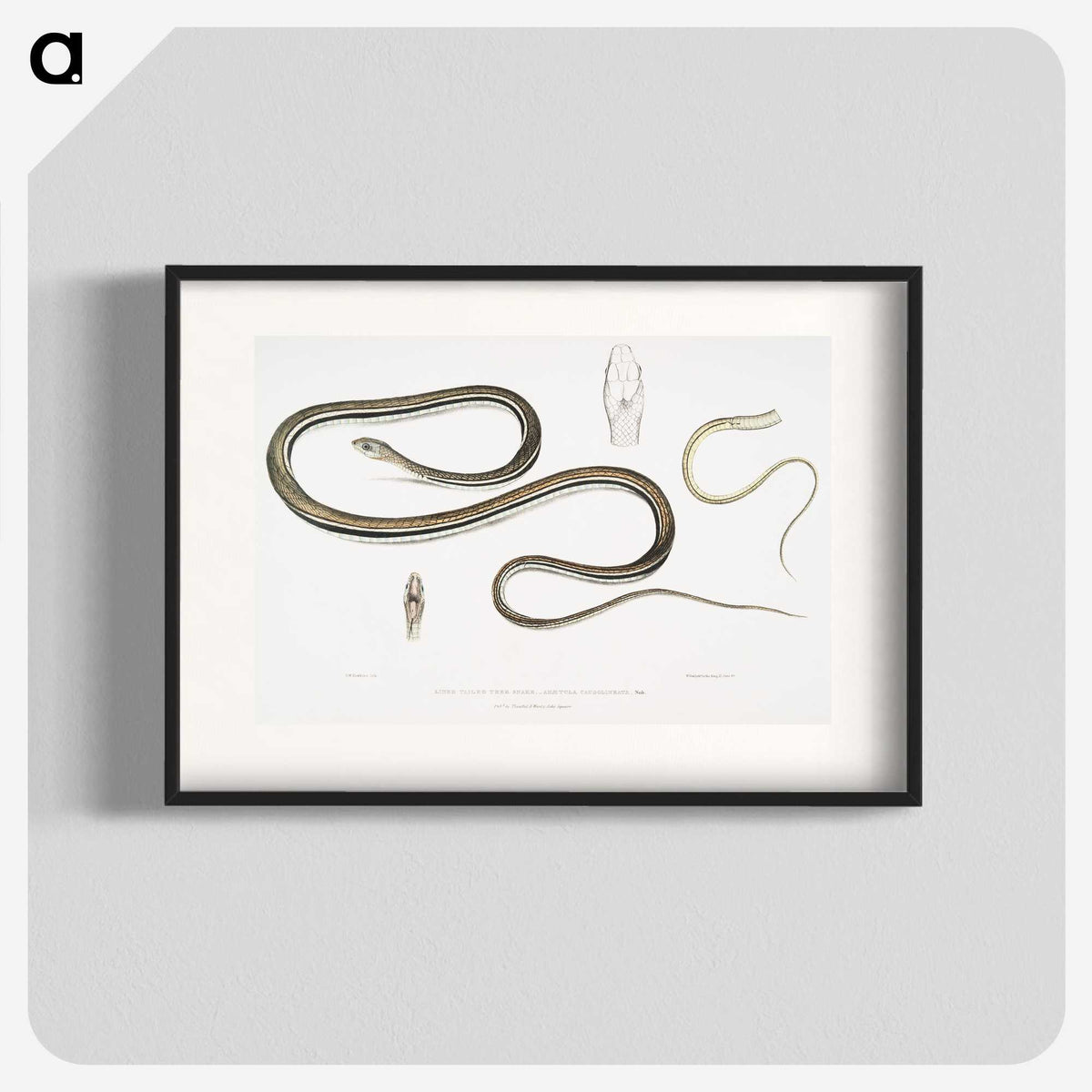 2-15_Indian-Zoology_blk