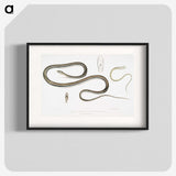 2-15_Indian-Zoology_blk