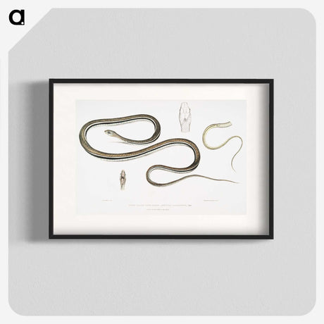 2-15_Indian-Zoology_blk