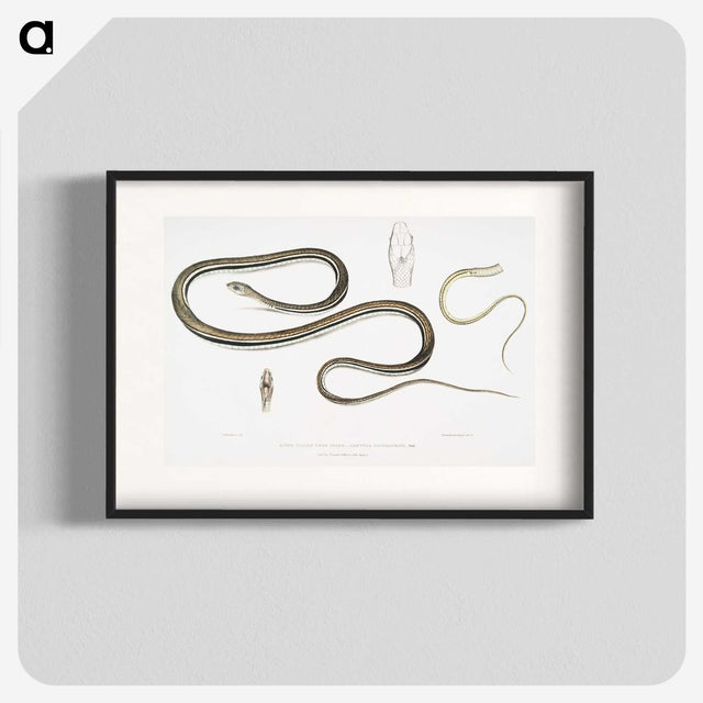 2-15_Indian-Zoology_blk