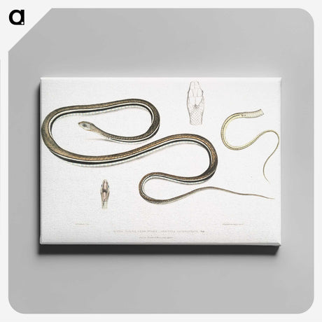 2-15_Indian-Zoology_canvas