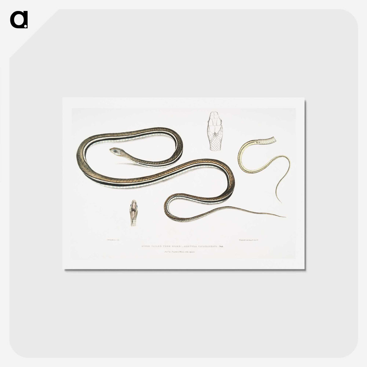 2-15_Indian-Zoology_hagaki