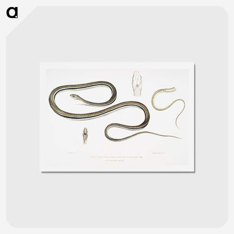 2-15_Indian-Zoology_hagaki