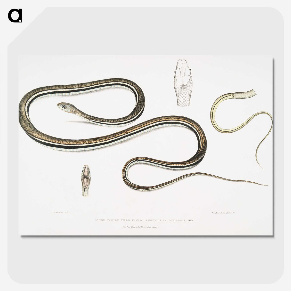 2-15_Indian-Zoology_picture-crop