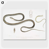 2-15_Indian-Zoology_picture-crop