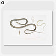 2-15_Indian-Zoology_picture