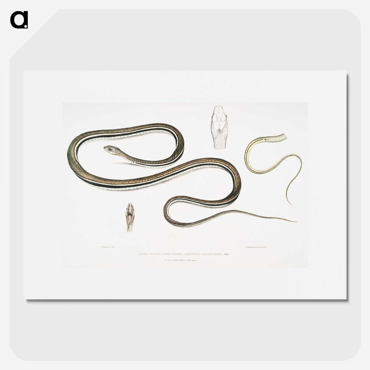 2-15_Indian-Zoology_picture