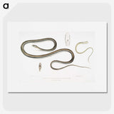2-15_Indian-Zoology_picture