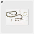 2-15_Indian-Zoology_postcard