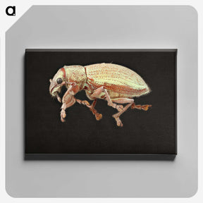 2-15_Insects-Unlocked-Project_canvas