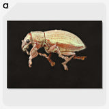 2-15_Insects-Unlocked-Project_picture-crop