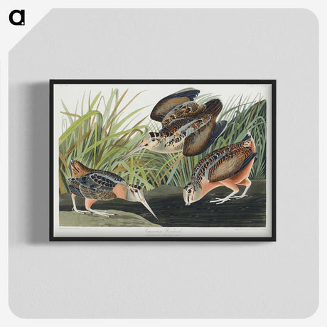 2-15_John-James-Audubon_blk-crop