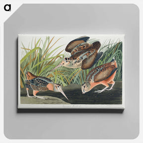 アートパネル-American Woodcock
 - ジョン ジェームス オーデュボン Canvas.