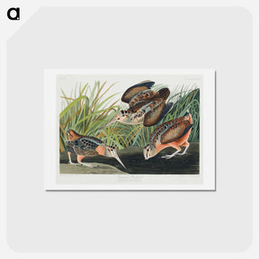 アートポストカード-American Woodcock
 - ジョン ジェームス オーデュボン Postcard.