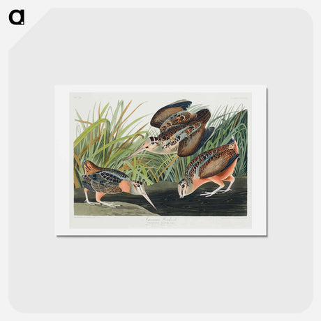 アートポストカード-American Woodcock
 - ジョン ジェームス オーデュボン Postcard.