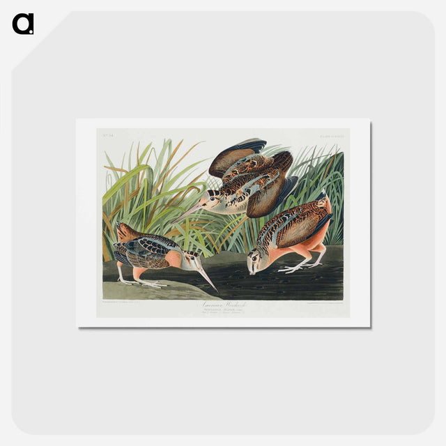 アートポストカード-American Woodcock
 - ジョン ジェームス オーデュボン Postcard.