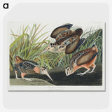 2-15_John-James-Audubon_picture-crop