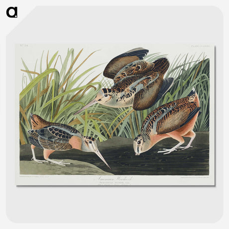 2-15_John-James-Audubon_picture-crop