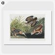 2-15_John-James-Audubon_picture