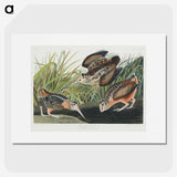 2-15_John-James-Audubon_picture