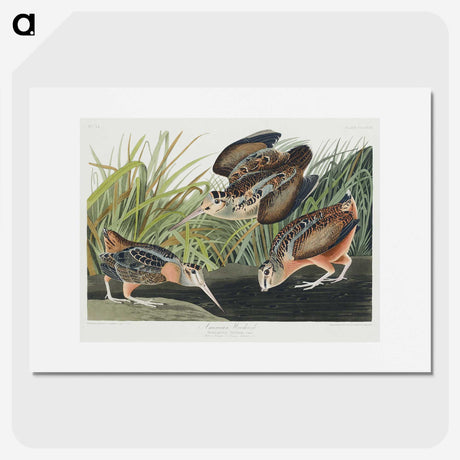 2-15_John-James-Audubon_picture