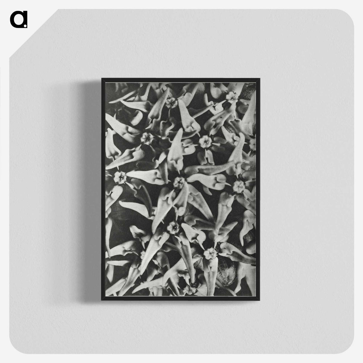 2-15_Karl-Blossfeldt_blk-crop