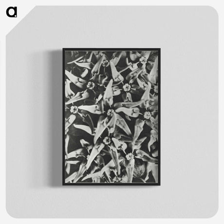 2-15_Karl-Blossfeldt_blk-crop