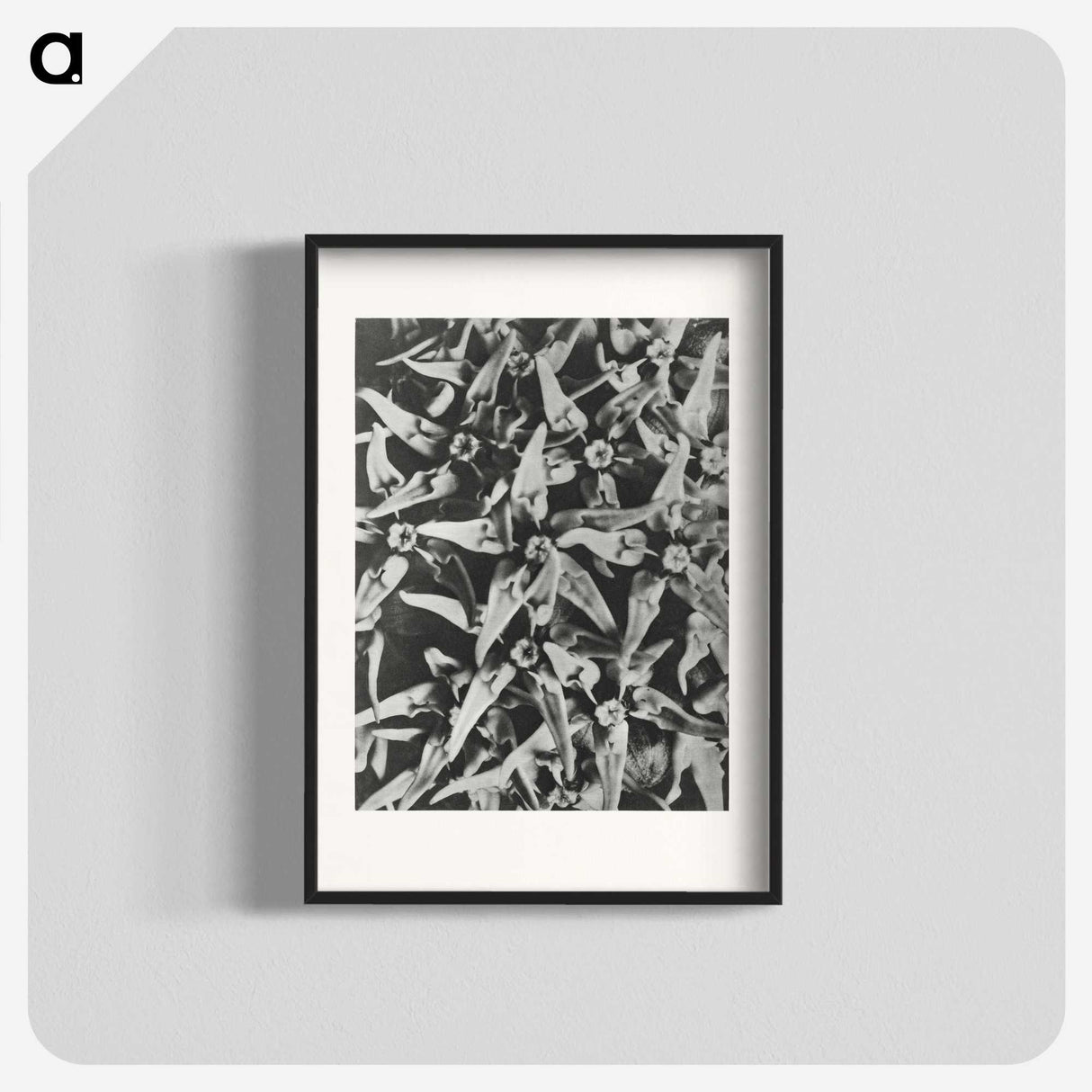 2-15_Karl-Blossfeldt_blk