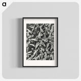 2-15_Karl-Blossfeldt_blk