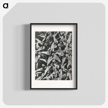 2-15_Karl-Blossfeldt_blk