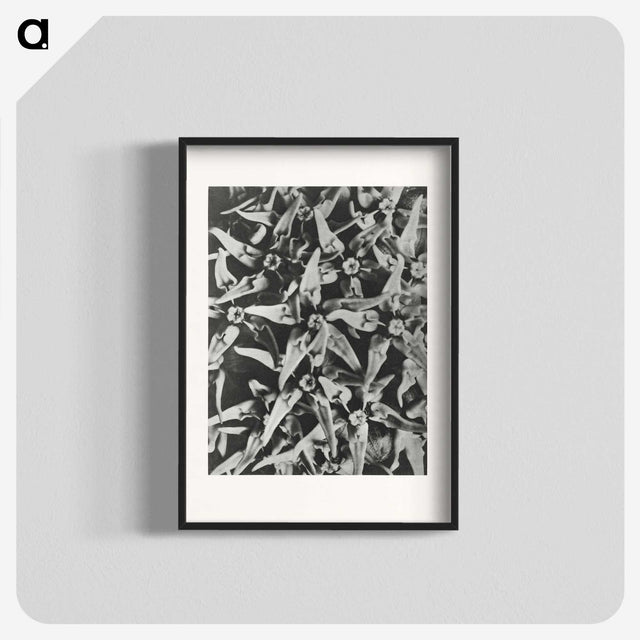 2-15_Karl-Blossfeldt_blk