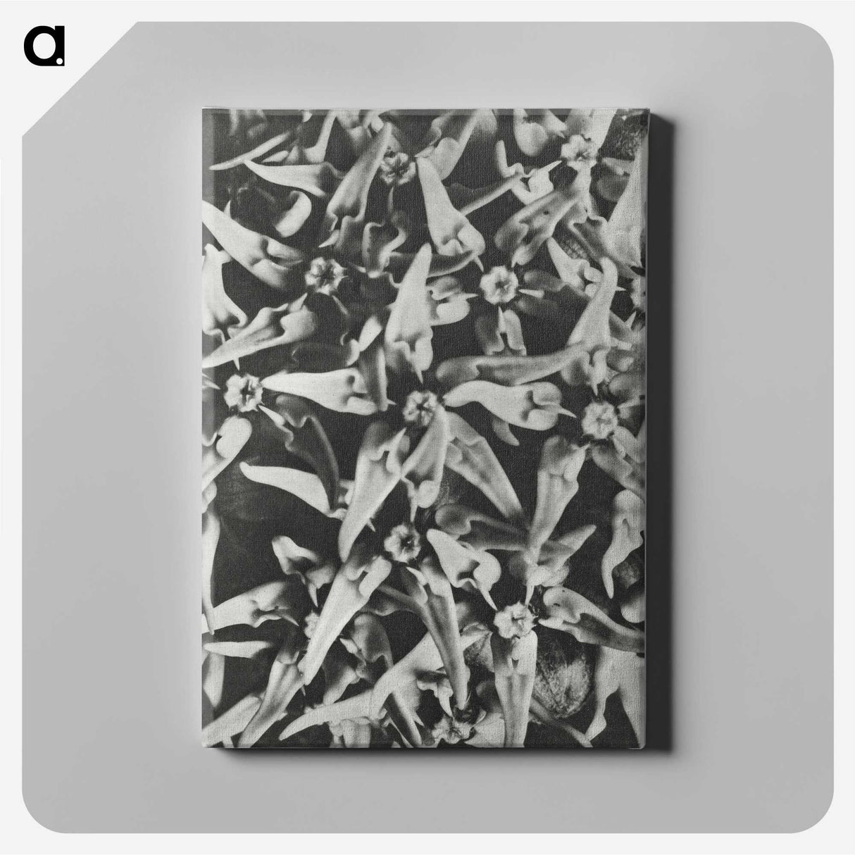 2-15_Karl-Blossfeldt_canvas