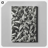 2-15_Karl-Blossfeldt_canvas