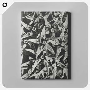 2-15_Karl-Blossfeldt_canvas