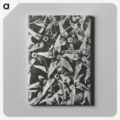 2-15_Karl-Blossfeldt_canvas