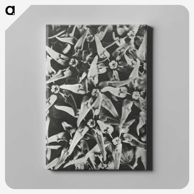 2-15_Karl-Blossfeldt_canvas