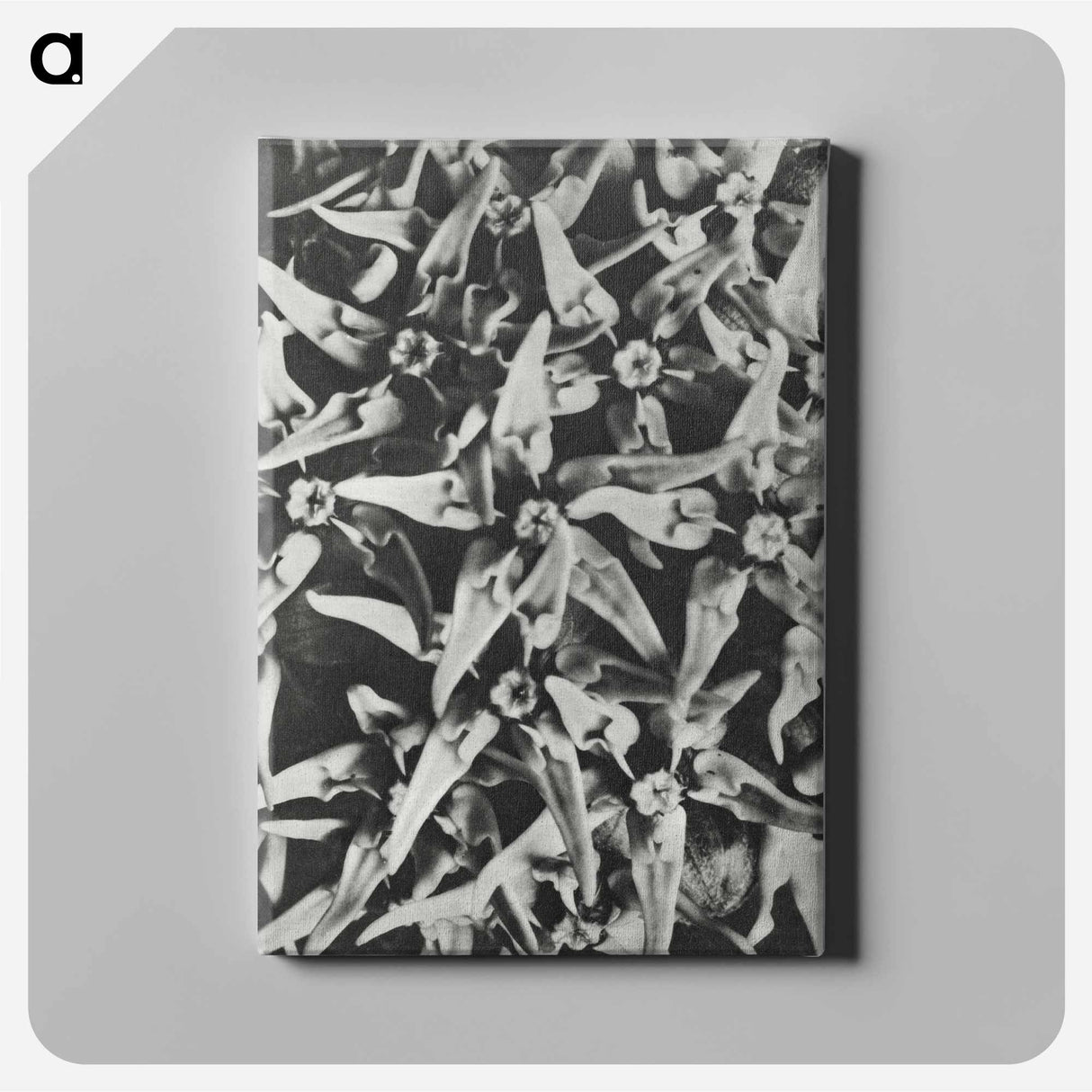 Asclepias speciosa - カール ブロスフェルト Canvas.