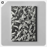 Asclepias speciosa - カール ブロスフェルト Canvas.