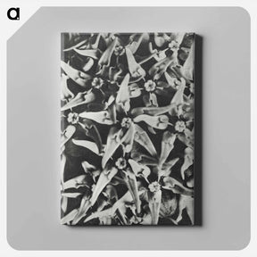 アートパネル-Asclepias speciosa - カール ブロスフェルト Canvas.