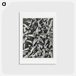 アートポストカード-Asclepias speciosa - カール ブロスフェルト Postcard.