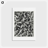 アートポストカード-Asclepias speciosa - カール ブロスフェルト Postcard.