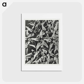 アートポストカード-Asclepias speciosa - カール ブロスフェルト Postcard.