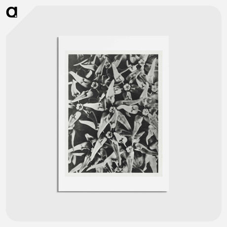 アートポストカード-Asclepias speciosa - カール ブロスフェルト Postcard.
