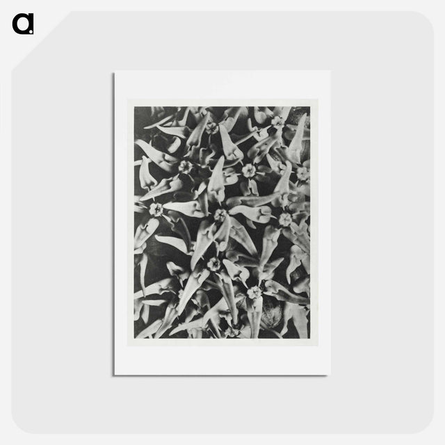 アートポストカード-Asclepias speciosa - カール ブロスフェルト Postcard.