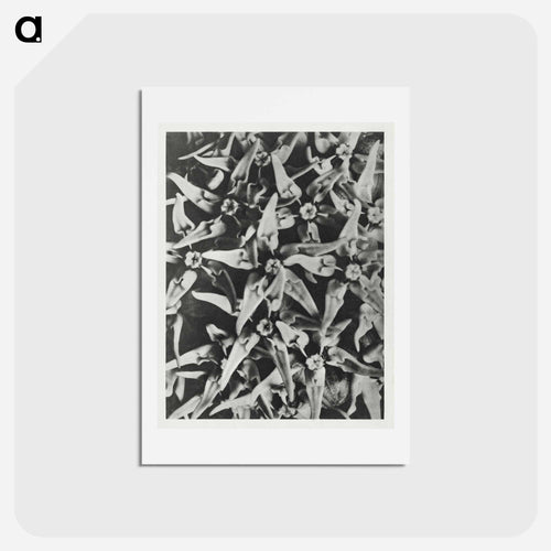Asclepias speciosa - カール ブロスフェルト Postcard.
