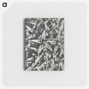 2-15_Karl-Blossfeldt_memo
