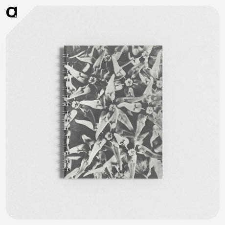 2-15_Karl-Blossfeldt_memo