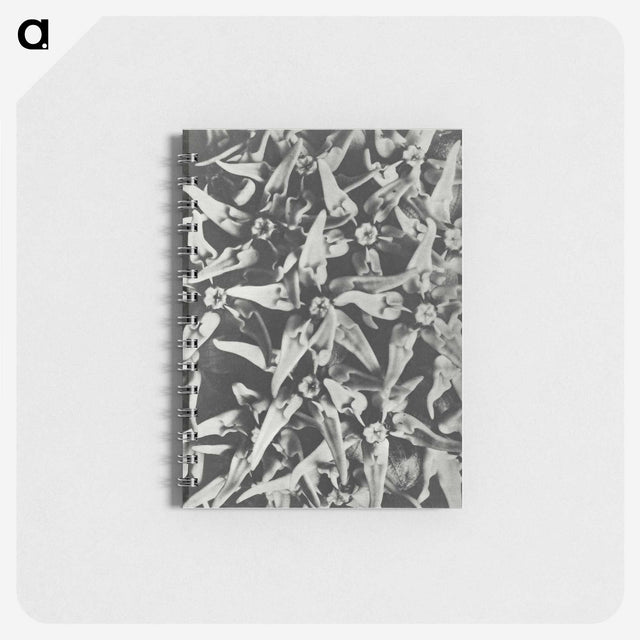 2-15_Karl-Blossfeldt_memo